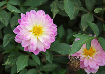 Sticker - Pink Dahlia