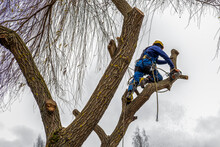 Professional Cutting, Arborist Pruning, Cutting Back, Removing Leafless Bare Mature Branches Safely. Tree Surgeon Working Using Old Chainsaw, Hanging On Multiple Ropes, Equipment. Autumn Cloudy
