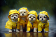 four malteser puppies in raincoats - generative AI
