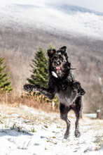 Wild Black Dog In Snow