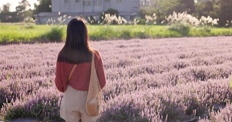 Wall Mural - Beautiful Asian woman go Chinese Mesona flower field in Taoyuan Yangmei District