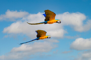 Two macaws fly side by side against a blue sky as a backdrop