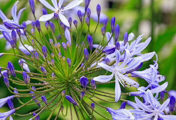 Sticker - Agapanthus flowers