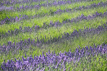 Sticker - Lavender field