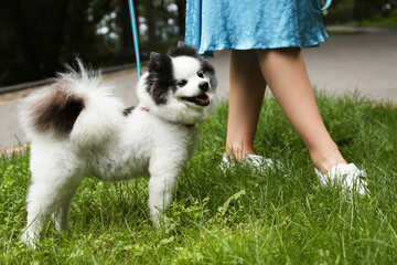 Woman with cute fluffy Pomeranian dog walking in park, closeup