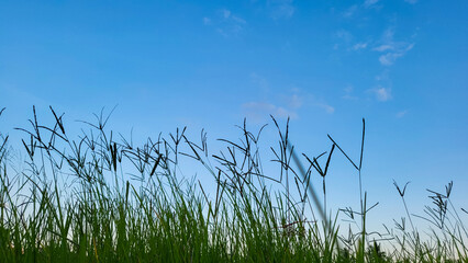 weeds and blue sky background