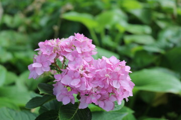 pink flowers