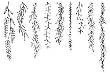 Leafs plants hand drawn vector. Drawing beautiful creeper leaf, decorative set