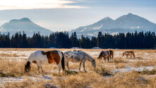 Horses On A Ranch With The Cascade Mountains In The Background In Central Oregon