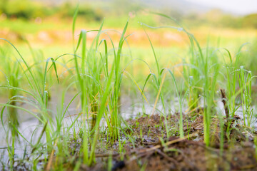 Wall Mural - Rice sprouts in the paddy rice field