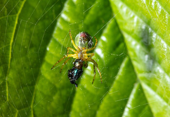 Wall Mural - The spider caught the prey in the web in nature.