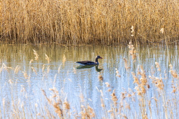 Wall Mural - Greylag goose swimming in a lake with reeds