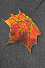 Sticker - Colorful maple leaf on black