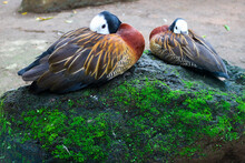The White-faced Grouse Is Sitting On A Rock. The White-faced Whistling Duck (Dendrocygna Viduata) 