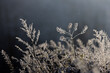 Polska zima w lesie podczas wschodu i zachodu słońca z zaśnieżonymi drzewami, krzewami, błękitem nieba i leśnymi  drużkami.