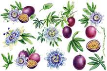 Passionflower, Set Of Passion Fruit, Slice And Seeds Isolated On White Background. Watercolor Botanical Painting