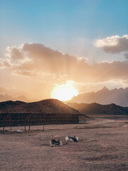 Wall Mural - sunset over the lake