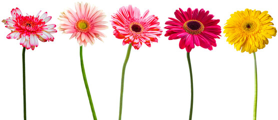 Sticker - Tiges de gerberas sur fond blanc 