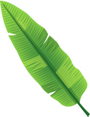 Poster - leaf banana cartoon vector. green palm tree, tropical plant, fresh summer leaf banana. isolated color illustration