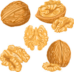 Wall Mural - walnut nut kernel set cartoon. snack food, ingredient fruit, raw healthy, group natural, organic seed, brown shell, heap walnut nut kernel vector illustration