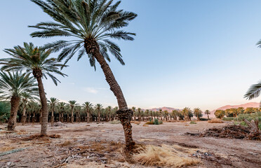 Wall Mural - Curved old palm tree and palm plantation at sunset, concept of desert and arid sustainable  agriculture industry in the Middle East