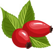 rosehip rose hip cartoon. fruit plant, berry wild, briar red, brier dogrose, autumn fresh, vitamin, leaf tea rosehip rose hip vector illustration