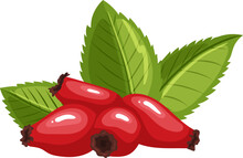 Rosehip Rose Hip Cartoon. Fruit Plant, Berry Wild, Briar Red, Brier Dogrose, Autumn Fresh, Vitamin, Leaf Tea Rosehip Rose Hip Vector Illustration
