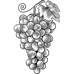 Wall Mural - Hand drawn Grapes Sketch Illustration