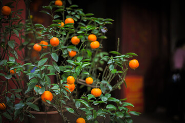 ripe orange mandarins on a small tree in the garden