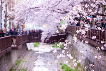 Wall Mural - Sakura festival, Cherry blossom at Yeojwacheon Stream, Jinhae Gunhangje Festival pink cherry blossom festival in South Korea Jinhae, South Korea.