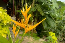 Strelitzia Flower In The Garden, Tropical Exotic Beautiful Plant In The Wind