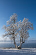 Schneebedeckter Baum am Bodenseeufer bei Radolfzell