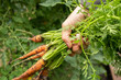 organic cultivation of carrots from own harvest
ekologiczna uprawa marchwi z własnych zbiorów