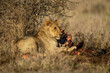 Young male lion lies with bloody carcase