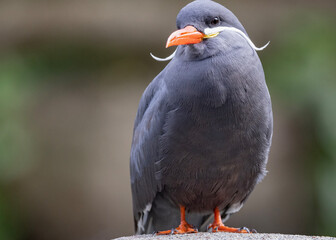 Wall Mural - Inkaterne are the only species in the genus Larosterna in the sub-group terns, which are also part of the gull family.Odense zoo,denmark,Europe,Scandinavia