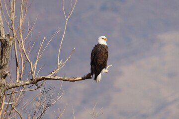american bald eagle