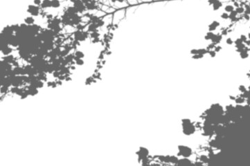  Gray shadow of leaves on white wall. Abstract neutral nature concept background. Space for text. png transparent