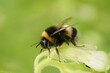 Closeup on a queen Buff-tailed bumblebee , Bombus terrestris , sitting on vegetation