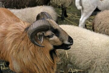 Sticker - Mouton avec des cornes.