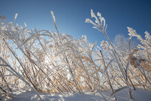 Frost Covered Grasses, Backlit And Against A Bright Blue Sky; Thunder Bay, Ontario, Canada