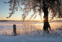 Beautiful Morning Light On Trees Covered With Hoarfrost; Thunder Bay, Ontario, Canada