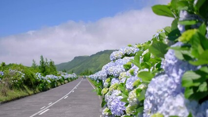 Wall Mural - Azores, flowery road with beautiful hydrangea flowers in selective focus on the roadside in Lagoa Sete Cidades. São Miguel Island, in the Açores.