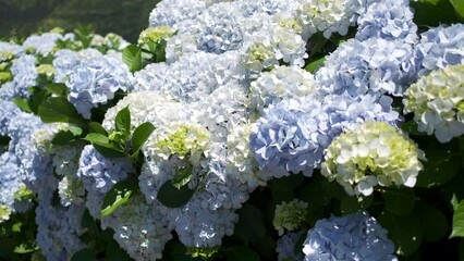 Wall Mural - Close up to Hydrangeas flower on the roadside of the island of São Miguel, Azores, Portugal