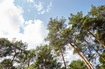 Wall Mural - Pine trees against the blue sky. View in to tall pine trees on a summers day