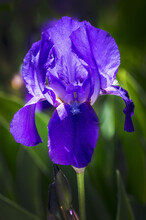 Close-up Of A Brilliant Purple Iris Flower With Green Leaves In The Background; Calgary, Alberta, Canada