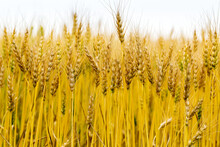Close-up Of Several Golden Wheat Heads In A Field, South Of Calgary; Alberta, Canada