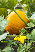Close-up Of A Pumpkin And A Yellow Blossom On The Plant ; Erickson, Manitoba, Canada