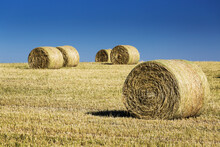 Several Hay Bales In A Cut Field With Blue Sky, West Of Calgary; Alberta, Canada