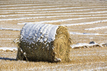 Snow-covered Hay Bale In A Stubble Field With Rows Of Snow-covered Harvest Lines In The Background, West Of Calgary; Alberta, Canada