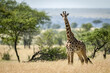 © Designpics - Masai giraffe (Giraffa camelopardalis tippelskirchii) stands in grass by trees, Serengeti National Park; Tanzania